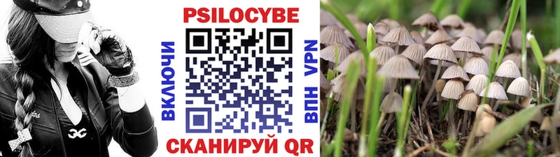 Псилоцибиновые грибы Psilocybine cubensis  Кочубеевское 